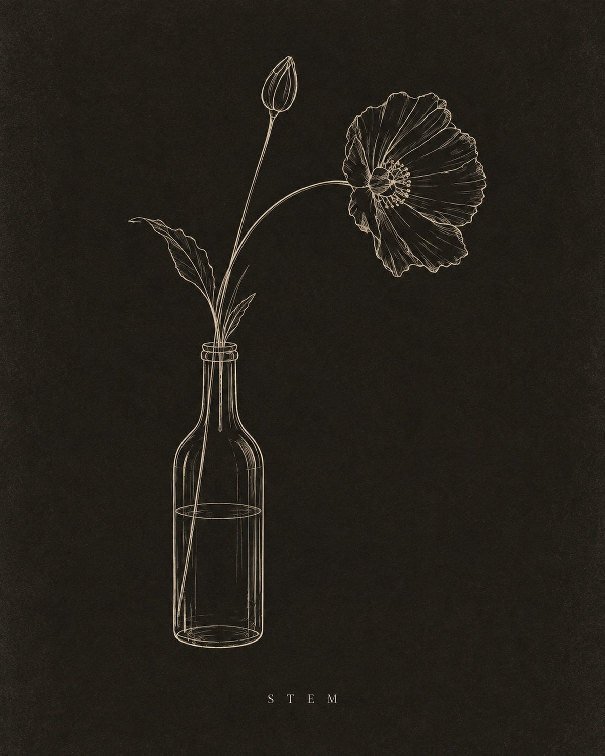 Stem, the unframed sheet. A single poppy in a bottle drawn in one ivory line on near-black.